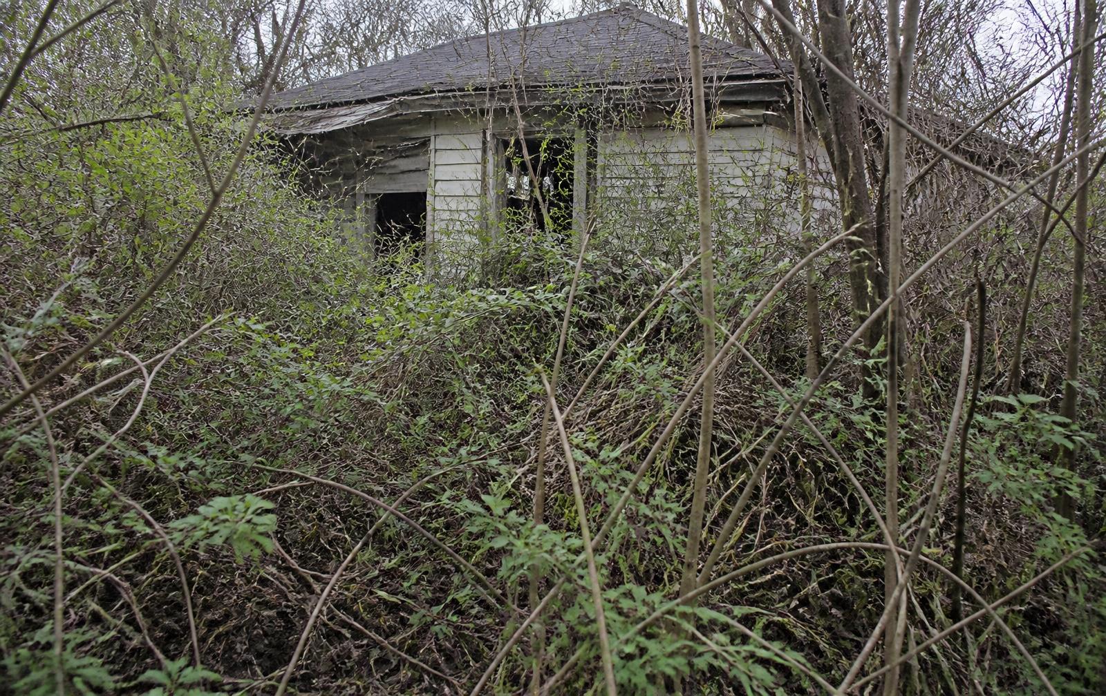 Indiana property choked with thorny brush and saplings before clearing